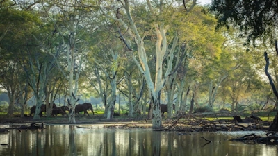 RETURN Africa Pafuri Tented Camp Game Watching